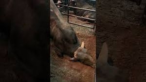 Video post by @pbr on YouTube