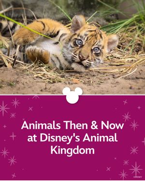 Image post by @disneyparks on Instagram