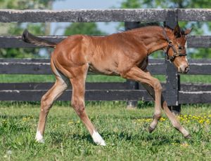 Image post by @spendthriftfarm on Instagram