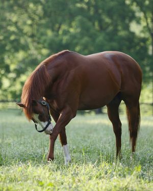 Image post by @coolmoreamerica on Instagram
