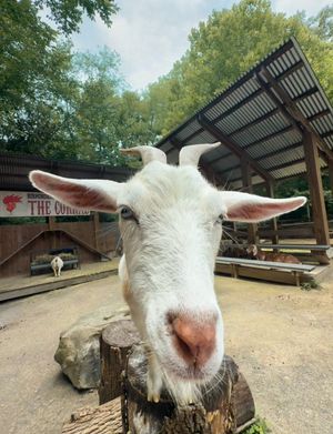 Image post by @bhamzoo on Instagram