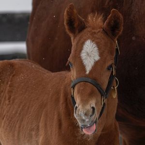 Image post by @spendthriftfarm on Instagram