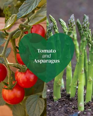 Image post by @burpeegardening on Instagram