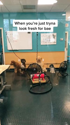Video post by @arielledangelo on TikTok