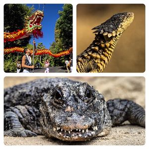 Image post by @sandiegozoo on Instagram