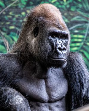 Image post by @thetorontozoo on Instagram