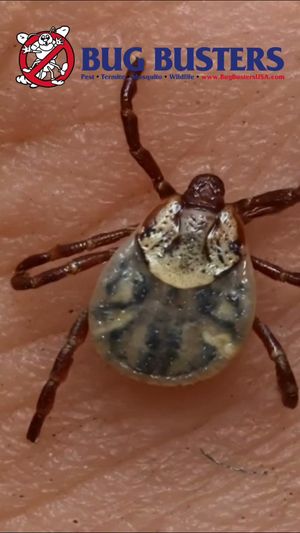 Video post by @bugbustersusa on TikTok