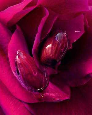 Image post by @guerlain on Instagram