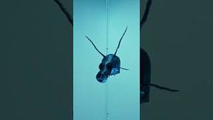 Video post by @paparoach on YouTube
