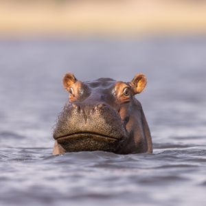 Image post by @animalplanet on Instagram