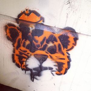 Image post by @pacifictigers on Instagram