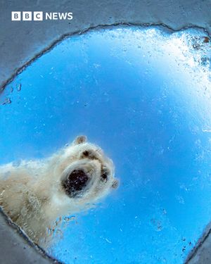 Image post by @bbcnews on Instagram