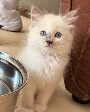 Image post by @brunrik.and.pyrene.ragdolls on Instagram