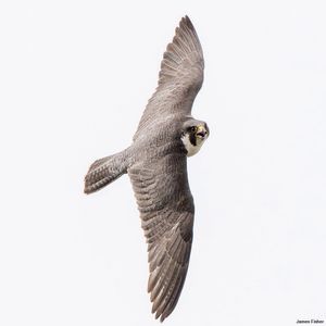 Image post by @rspb on Instagram