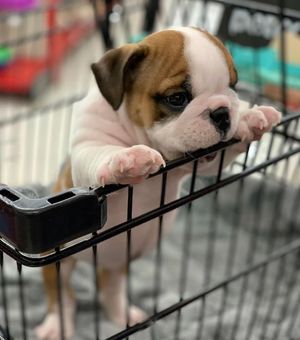 Image post by @petco on Instagram