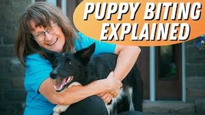 Video post by @dogsthat on YouTube
