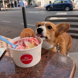 Image post by @ziggythecorg on Facebook