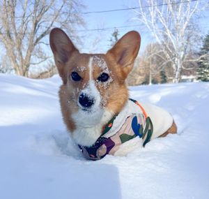 Image post by @ziggy_thecorg on Instagram
