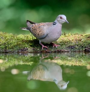 Image post by @rspb on Instagram