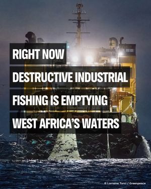 Image post by @greenpeace on Instagram