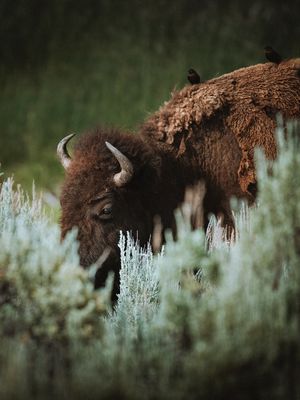 Image post by @meshna on Instagram