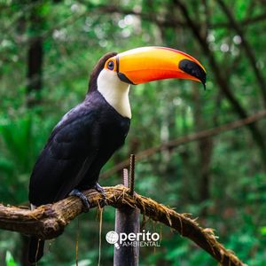 Image post by @operitoambiental on Instagram