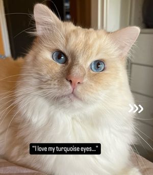 Image post by @brunrik.and.pyrene.ragdolls on Instagram