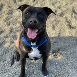 Image post by @whitmanpets on Instagram