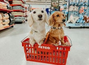 Image post by @petco on Instagram