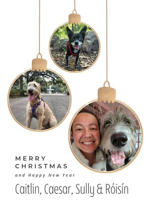 Image post by @thesavannahwolfhound on Instagram