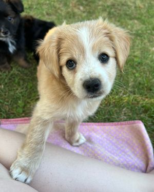 Image post by @heartsandbonesrescue on Instagram