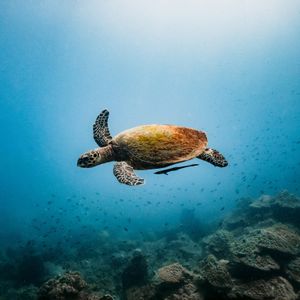 Image post by @discovery on Instagram