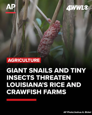 Image post by @wwltv on Instagram