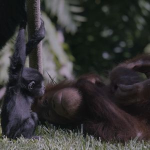 Image post by @sandiegozoo on Instagram