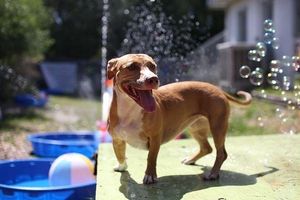 Image post by @suncoasthumane on Instagram