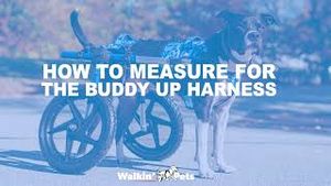 Video post by @walkinpets on YouTube