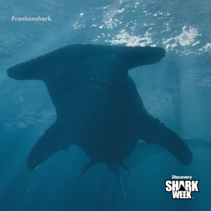 Video post by @SharkWeek on Twitter