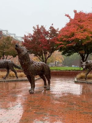 Image post by @ncstatecals on Instagram