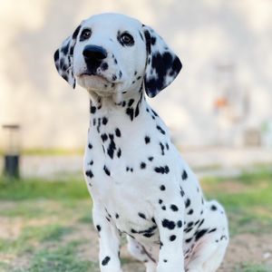 Image post by @evolvepetfood on Instagram