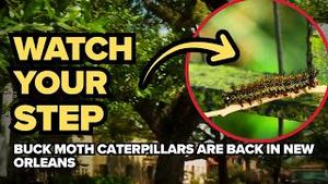 Video post by @wwltv on YouTube