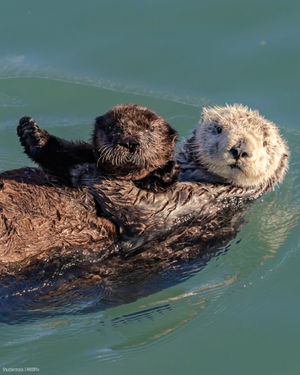 Image post by @oceana on Instagram