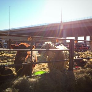 Image post by @nationalwestern on Instagram