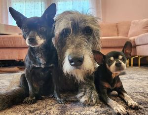 Image post by @thesavannahwolfhound on Instagram