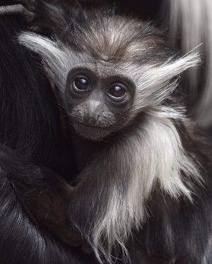 Image post by @sandiegozoo on Instagram