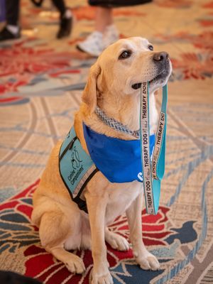 Image post by @canineorg on Instagram