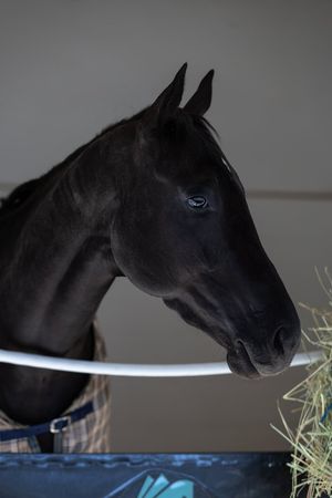 Image post by @KentuckyDerby on Twitter