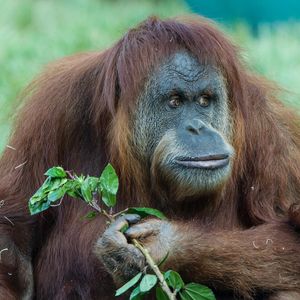 Image post by @sandiegozoo on Instagram