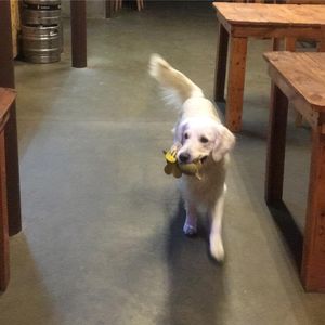 Image post by @mikethewhitegolden on Instagram