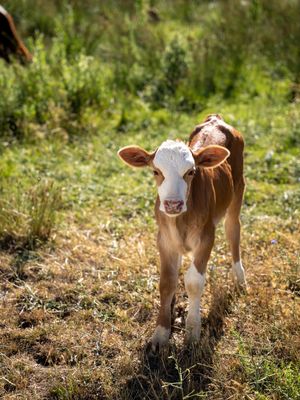 Image post by @animalplanet on Instagram