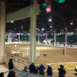 Image post by @nationalwestern on Instagram
